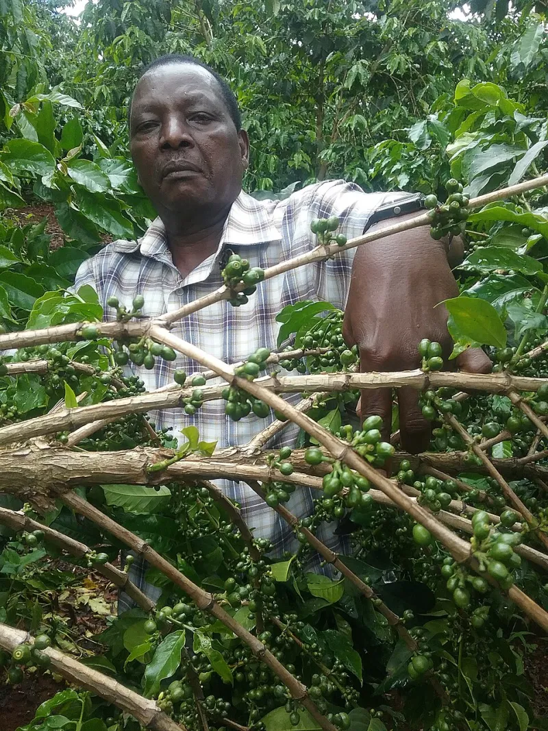 From Crops of Conflict to Cups of Coffee: The Quiet Reinvention of the Farms Above Tayrona