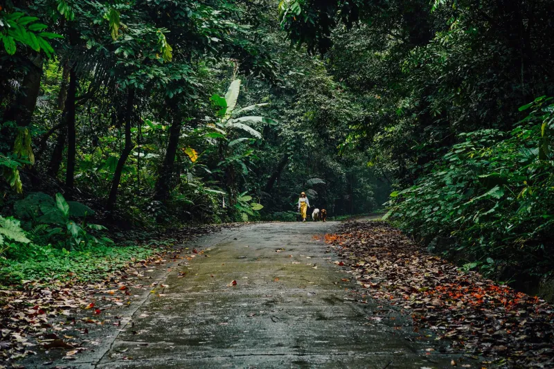 Tayrona in the Rain: Why the Wet Season Is a Jungle Adventurer's Best-Kept Secret