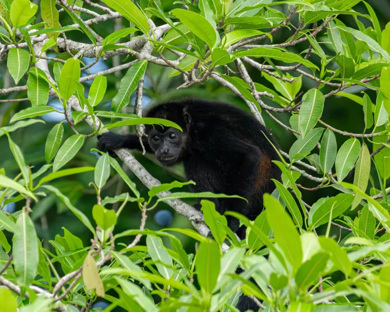 7 Wild Animals You Can Actually Spot on Colombia's Caribbean Coast (No Safari Jeep Required)